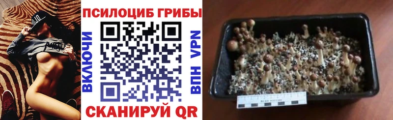 сколько стоит  Гулькевичи  Галлюциногенные грибы ЛСД 